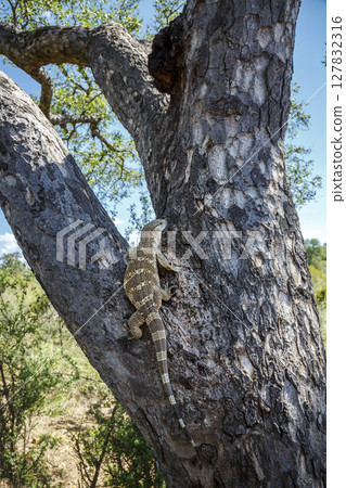 Rock monitor in Greater Kruger National park, South Africa 127832316