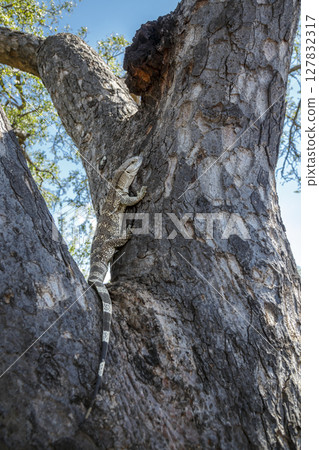 Rock monitor in Greater Kruger National park, South Africa Rock monitor in Greater Kruger National park, South Africa 127832317