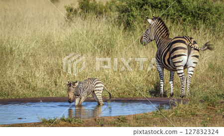Plains zebra in Kruger National park, South Africa Plains zebra in Kruger National park, South Africa 127832324