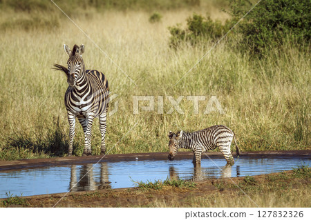 Plains zebra in Kruger National park, South Africa Plains zebra in Kruger National park, South Africa 127832326