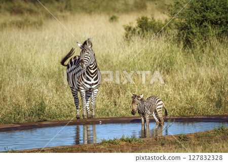 Plains zebra in Kruger National park, South Africa Plains zebra in Kruger National park, South Africa 127832328