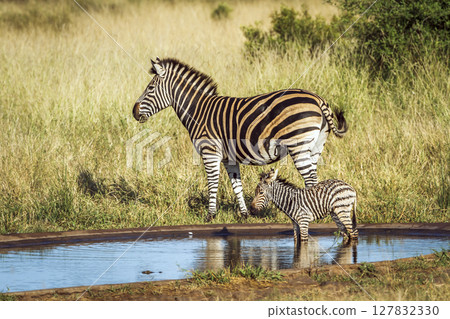 Plains zebra in Kruger National park, South Africa Plains zebra in Kruger National park, South Africa 127832330