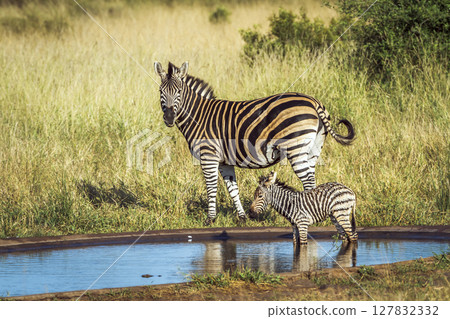 Plains zebra in Kruger National park, South Africa 127832332