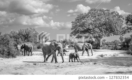 African bush elephant in Greater Kruger National park, South Africa 127832354