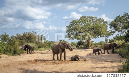 African bush elephant in Greater Kruger National park, South Africa 127832357