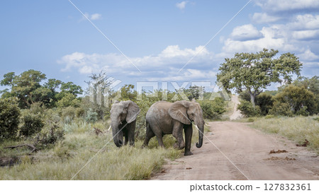 African bush elephant in Greater Kruger National park, South Africa 127832361