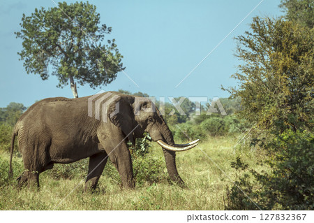 African bush elephant in Greater Kruger National park, South Africa 127832367