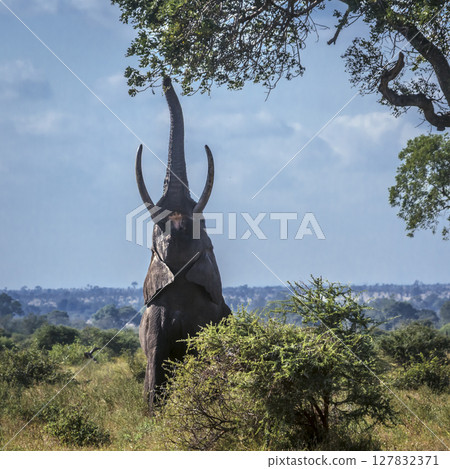 African bush elephant in Greater Kruger National park, South Africa 127832371