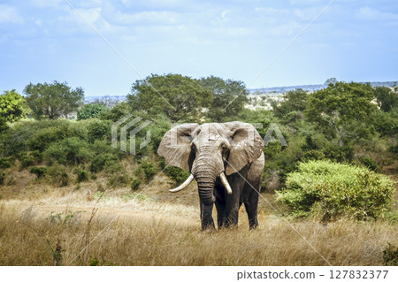 African bush elephant in Greater Kruger National park, South Africa African bush elephant in Greater Kruger National park, South Africa 127832377