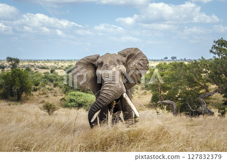 African bush elephant in Greater Kruger National park, South Africa African bush elephant in Greater Kruger National park, South Africa 127832379