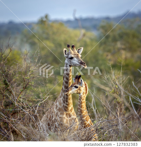 Giraffe in Kruger National park, South Africa 127832383