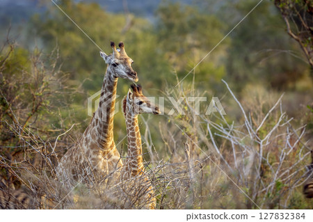 Giraffe in Kruger National park, South Africa 127832384