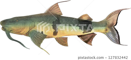 Auntie Quilch Goonsh Auntie Quilch Goonsh 127832442