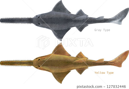 Antique Quill Sawfish Antique Quill Sawfish 127832446