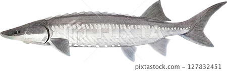 Antique Quill White Sturgeon Antique Quill White Sturgeon 127832451