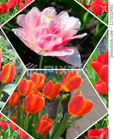 Red tulip flowers on the background of the spring garden. Collage. Mosaic pattern. 127832491