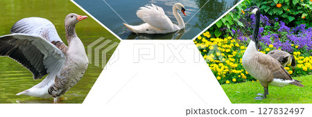 Geeses on the lake and lawn. Mosaic collage. Free space for text. 127832497