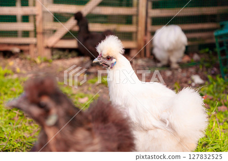 Mid shot of chinese Silkie Brahma multicolored chicken feeding at eco farm. Sustainably Raised Chicken In Species-Appropriate Free-Range Husbandry Mid shot of chinese Silkie Brahma multicolored chicken feeding at eco farm. Sustainably Raised Chicken In Species-Appropriate Free-Range Husbandry 127832525