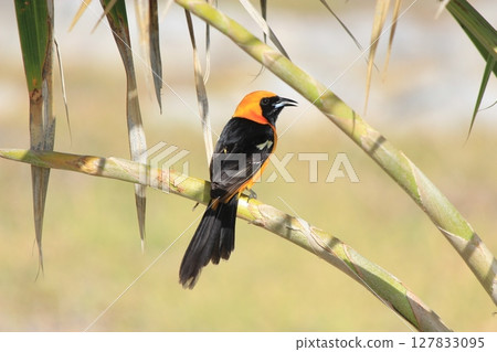 Mexico! The Tulum ruins, with their beautiful contrast with the Caribbean Sea, and Gran Cenote, with its beautiful curtain of light, in Cancun Mexico! The Tulum ruins, with their beautiful contrast with the Caribbean Sea, and Gran Cenote, with its beautiful curtain of light, in Cancun 127833095