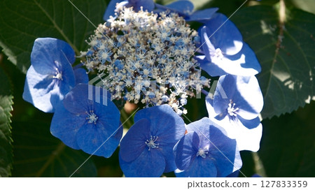 Hydrangeas at Meigetsuin Temple in Kamakura after the rain 127833359
