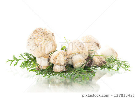 Seasonal natural champignon mushrooms on clean white background Seasonal natural champignon mushrooms on clean white background 127833455