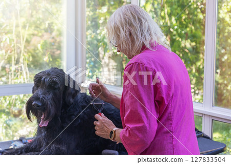 Big Black Schnauzer Dog is groomed lying on the table. Big Black Schnauzer Dog is groomed lying on the table. 127833504