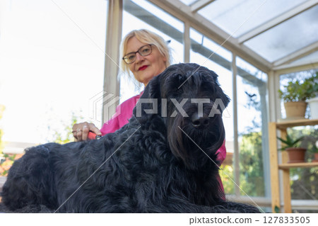 Vew from below of groomed Big Black Schnauzer Dog Vew from below of groomed Big Black Schnauzer Dog 127833505