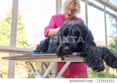 Relaxed Big Black Schnauzer Dog is lying on the grooming table. Relaxed Big Black Schnauzer Dog is lying on the grooming table. 127833512
