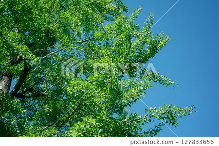 Green and light in the season of fresh greenery 127833656
