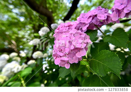 hydrangea hydrangea 127833858
