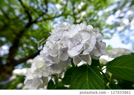 hydrangea   127833861