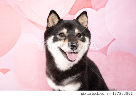 粉紅色心型包和微笑的柴犬雪莉 粉紅色心型包和微笑的柴犬雪莉 127833891