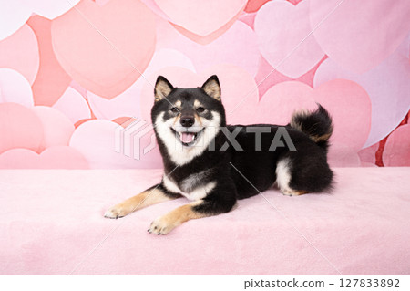 粉紅色心型包和微笑的柴犬雪莉 粉紅色心型包和微笑的柴犬雪莉 127833892