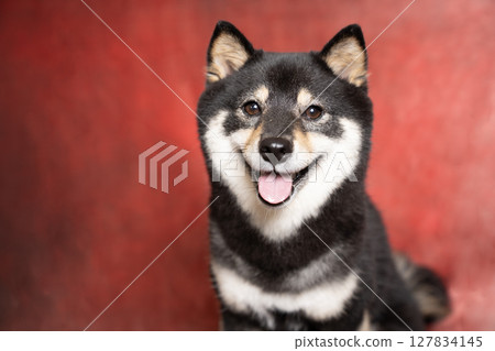 A bust-up of a smiling Mameshiba with a red gradient background 127834145