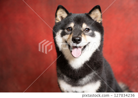 A bust-up of a smiling Mameshiba with a red gradient background 127834236