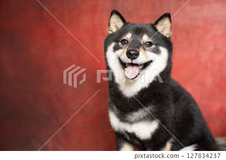A bust-up of a smiling Mameshiba with a red gradient background 127834237