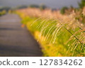 Scenery of swaying autumn pampas grass 127834262