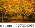 The autumn leaves park 127834265