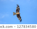 A dragonfly dancing in the blue sky 127834580