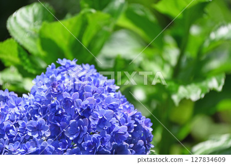 hydrangea hydrangea 127834609