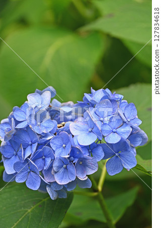 hydrangea hydrangea 127834618