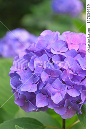 hydrangea hydrangea 127834619