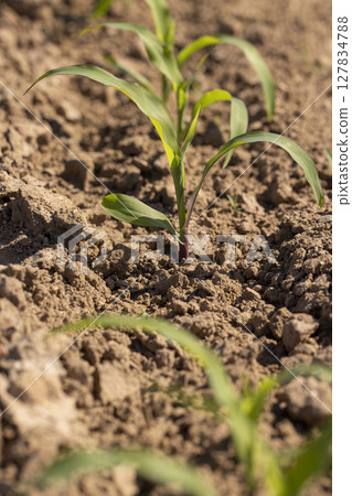 corn in the field on a sunny day, new shoots of young corn, side view 127834788