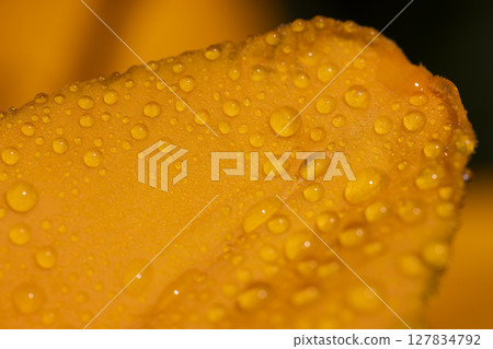 flowers covered with water droplets in spring, wet lily flowers in sunny weather flowers covered with water droplets in spring, wet lily flowers in sunny weather 127834792