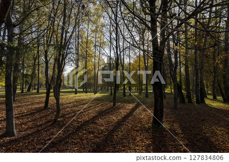 urban park with trees changing the color of the foliage, foliage on the trees and blue sky 127834806