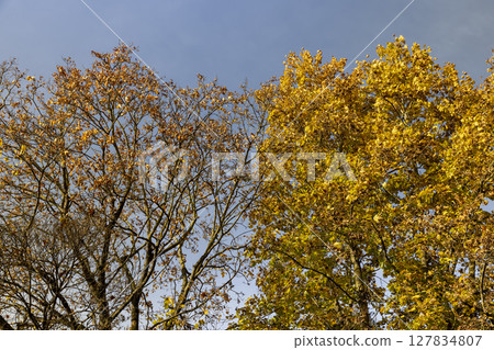 The last orange foliage on the maple tree, few maple leaves against the sky in sunny weather 127834807