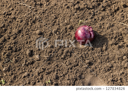 Red onions in the field in the spring season, preparing the field for planting beautiful red onions, close up 127834826