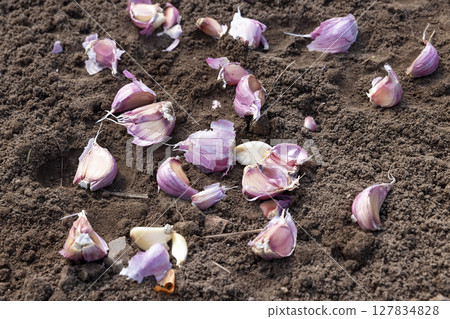 violet garlic cloves scattered in the field during sowing, soil preparation and separation of garlic for planting during farming in the field in the spring 127834828