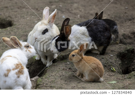 A group of adult and small rabbits on the ground with lots of holes and holes, large and small rabbits in the yard 127834840