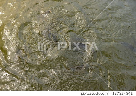 carps in muddy water, feeding large carps in lake water, A group of hungry fish in a lake 127834841
